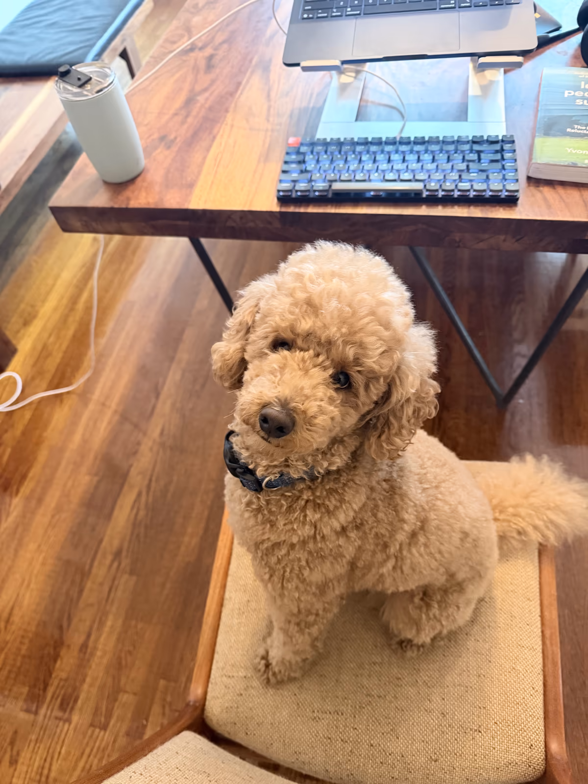 Arbor's office dog sitting at a desk beside a laptop and keyboard